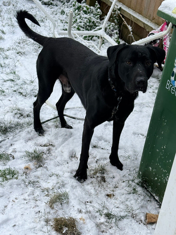 Lab cross malinois