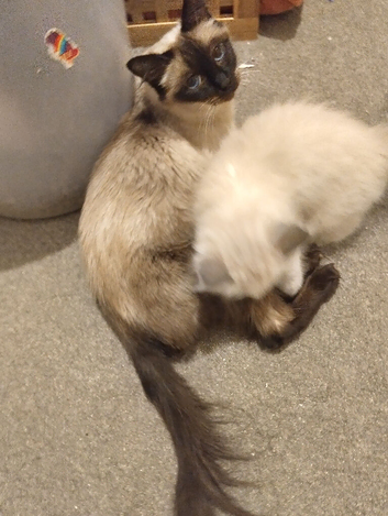 Ragdoll kittens