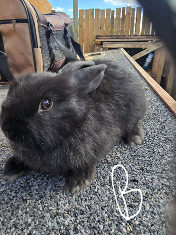 Mixed breed baby rabbits