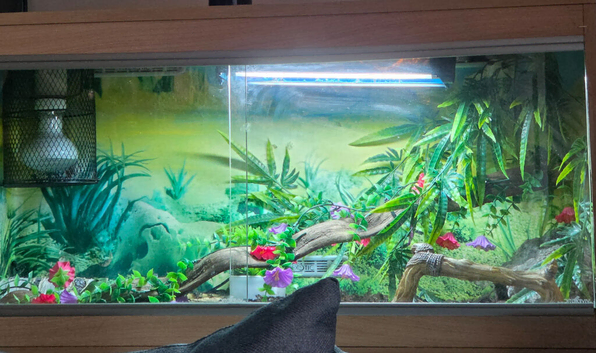 Green tree skink and full set up