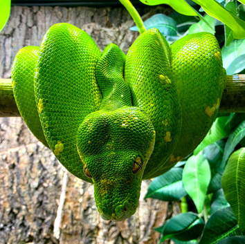 Designer Blue Green Tree Python Male CB23