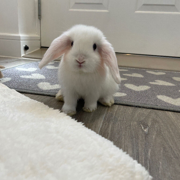 Beautiful Baby Girl Bunny