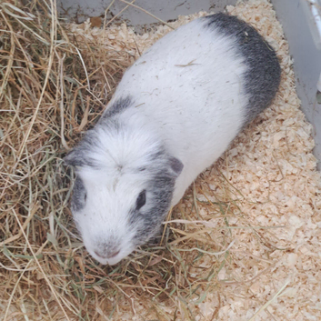 Male guinea pig and cage