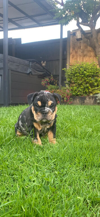 Merle English Bulldog Puppies