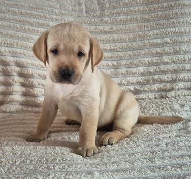 Labrador puppies