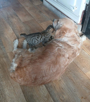 Smart bengal boy ready to leave now