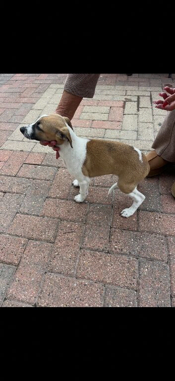 KC registered Whippet