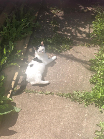 female kitten 6 months old