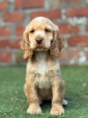 Show type cocker spaniel puppies