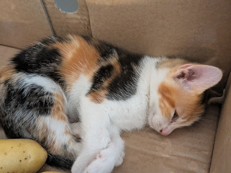 Two kittens available now