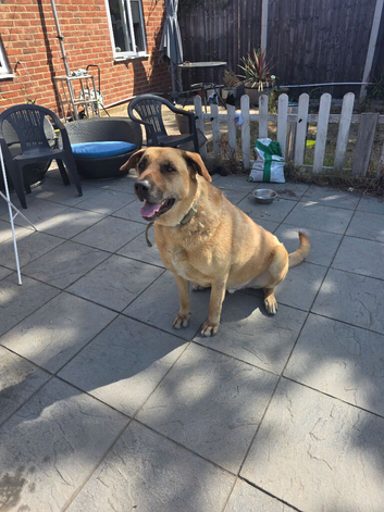 Beautiful Rhodesian Ridgeback Looking for a Loving Home