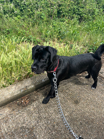 1 year old gorgeous cane corso male