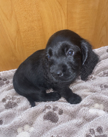 Cockerdor puppy