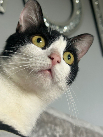1 year old loving cat
