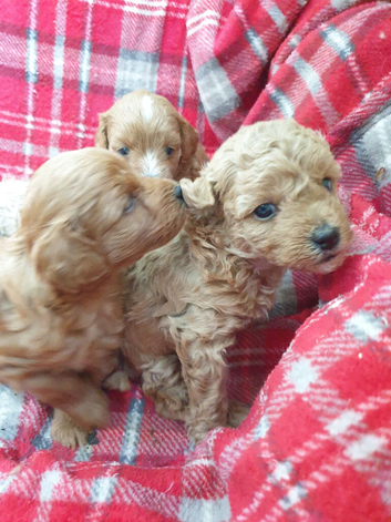 Maltipoo Puppies