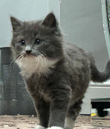 Kittens for sale
