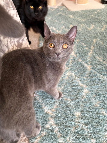 7 month old Siamese x bblue