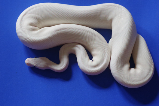 For sale Royal python