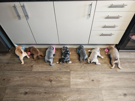 Olde thyme bulldog puppies