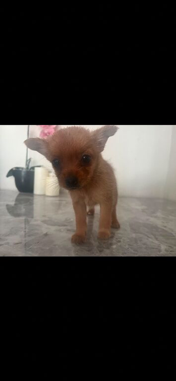 Beautiful puppy&rsquo;s 2 left