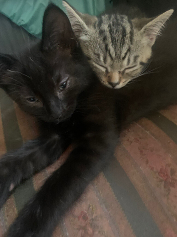 3 short haired kittens for sale