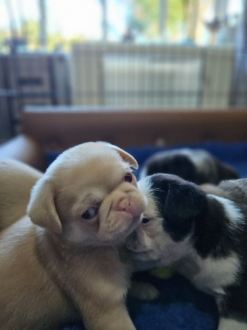 Pink panda and black pug puppies for sale