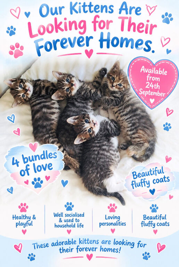 X4 fluffy Siberian x tabby kittens