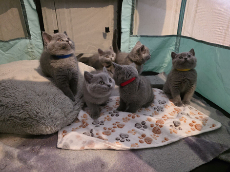British Shorthair Kittens
