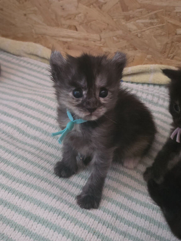 Maine coon X