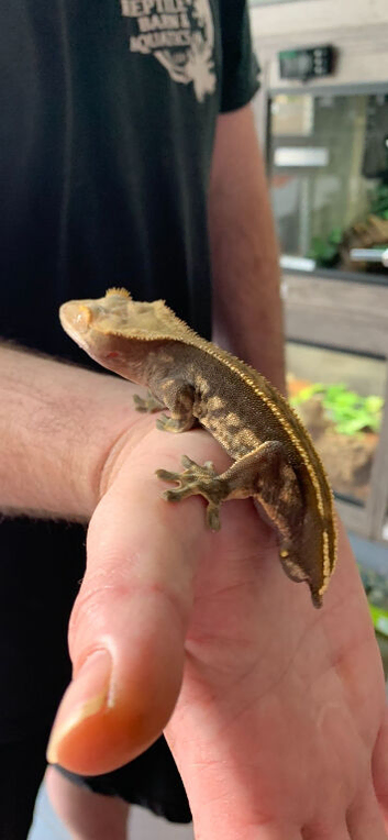 Gecko & tank