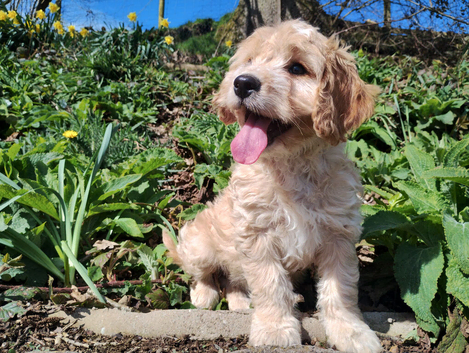 Cockapoo Puppies F1!