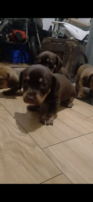 Daschund/chihuahua cross