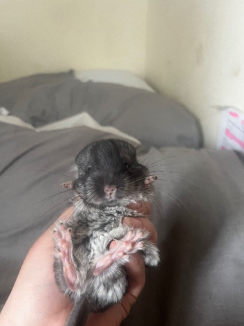 Beautiful Black Ebony Boy &ndash; Last One Remaining!