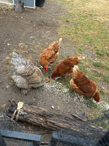 4 hens