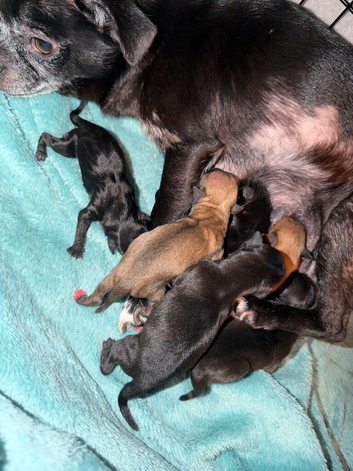 Chihuahua x min pin puppies craiagavon area