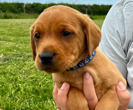 Beautiful Black & Red/Yellow Pure Breed Labrador Puppies For Loving Family/Working Homes