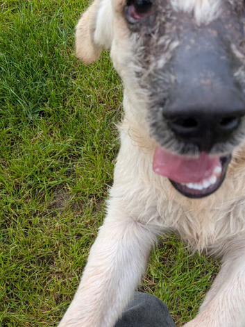 Lovely Puppy Boy (KC)