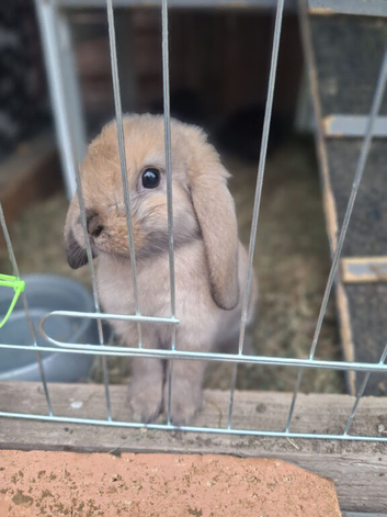 French Lop Baby Bunnies