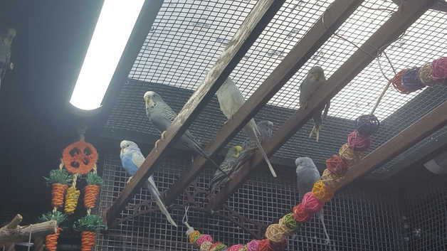 !!! YOUNG BUDGIES READY FOR REHOMING !!!