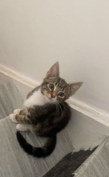 11 week old female kitten