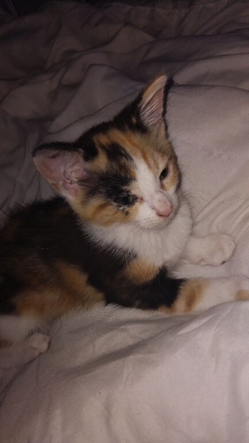 Cute calico short hair girl kitten