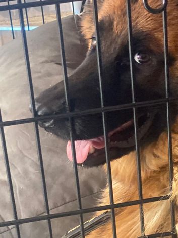 German Shepard 7 months old COCO