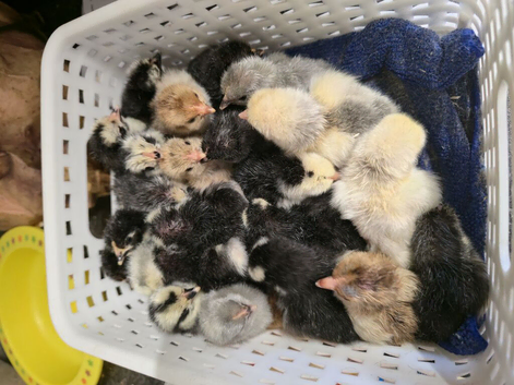 Pekin Bantam Chicks!