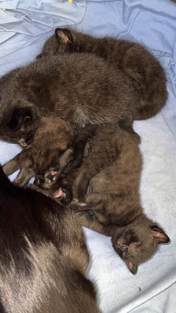 Cute Siamese Cross Mainecoon Kitties