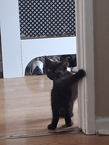 Bombay kittens