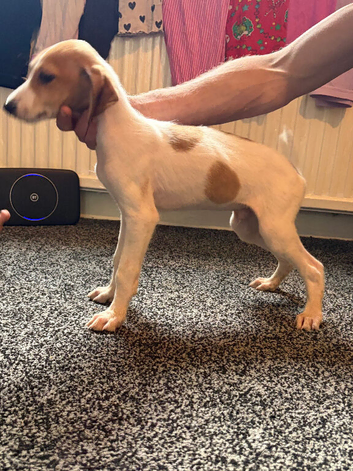 Lurcher pups