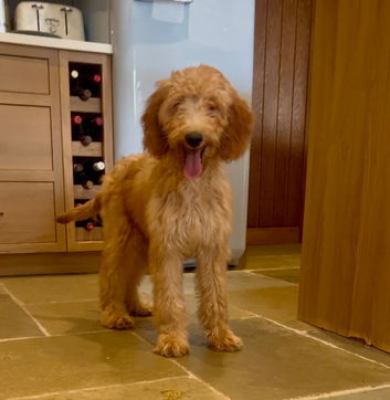 Beautiful Irishdoodle puppies