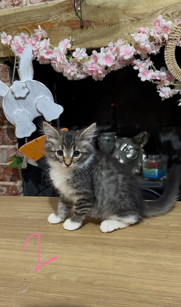 3 beautiful fluffy kittens looking for homes