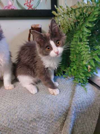 Ragcoon(Mainecoon x Ragdoll)  16 week kittens  2 female