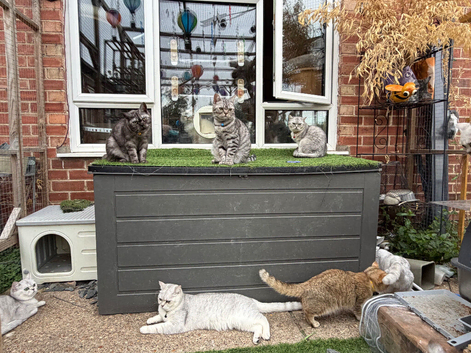 British Shorthair
